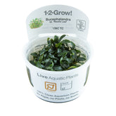 139B TC Bucephalandra 'Kedagang'